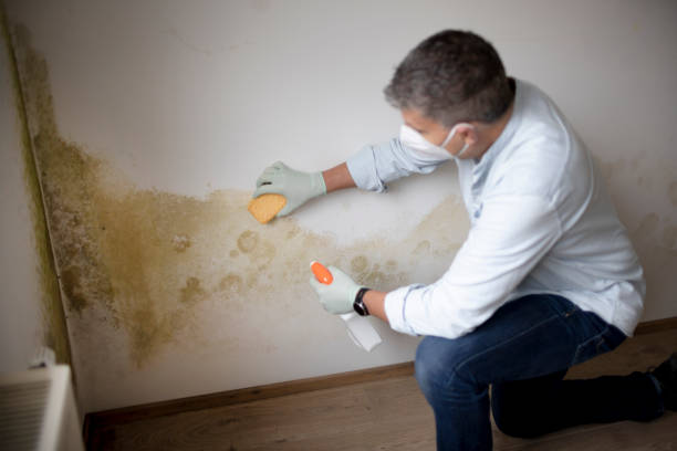 Best Post-Construction Mold Inspection  in Cairo, GA